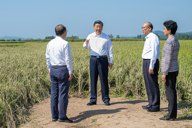 9月6日至8日，中共中央总书记、国家主席、中央军委主席习近平在黑龙江考察。这是7日上午，习近平在遭受洪涝灾害的哈尔滨尚志市老街基乡龙王庙村，察看水稻受灾情况。