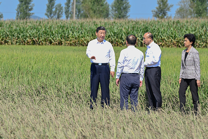 9月6日至8日，中共中央总书记、国家主席、中央军委主席习近平在黑龙江考察。这是7日上午，习近平在遭受洪涝灾害的哈尔滨尚志市老街基乡龙王庙村，察看水稻受灾情况。